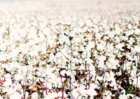 Cotton